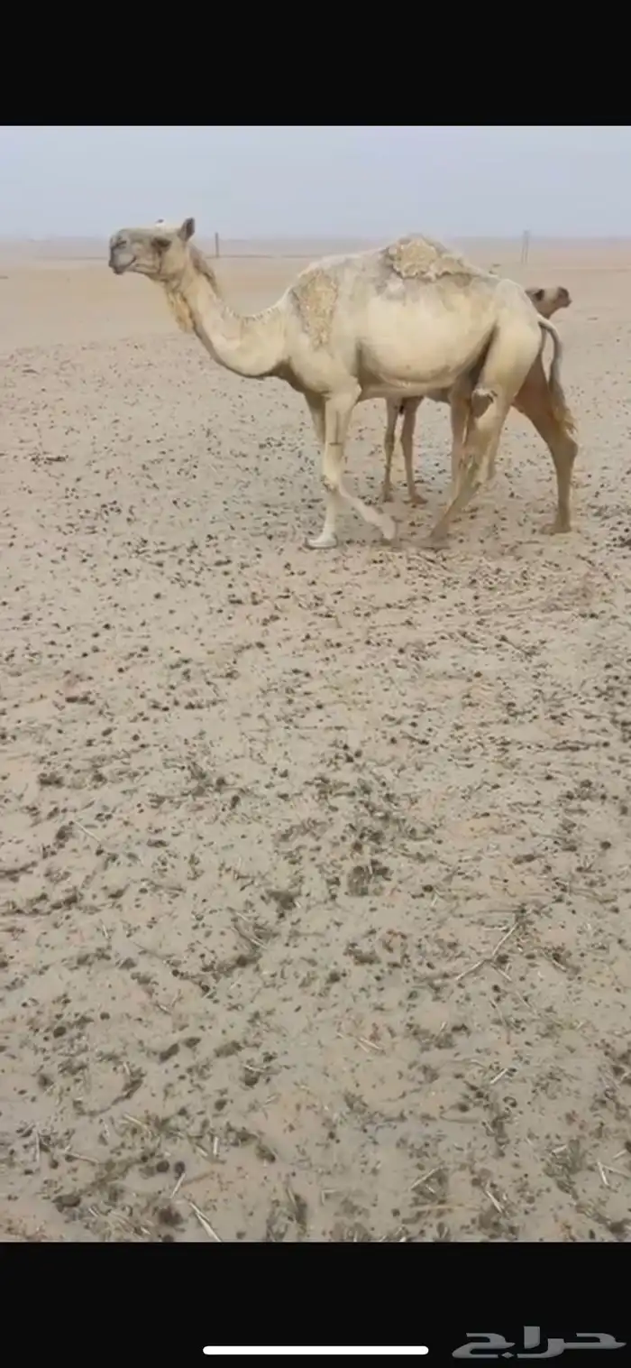 خلفه وضحا ام رابع تحتها بكره طيبه 2