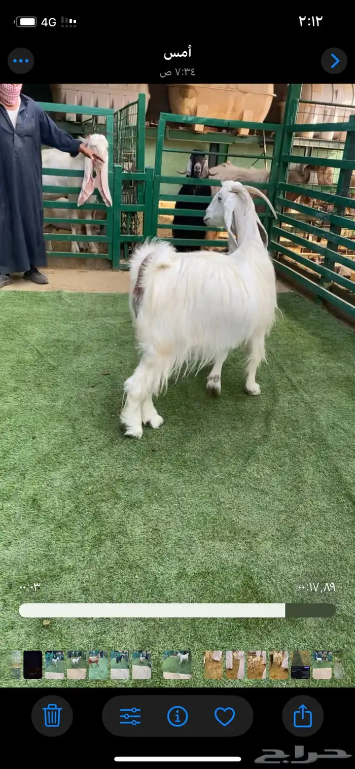 عنز مشروكه بعارضي 1