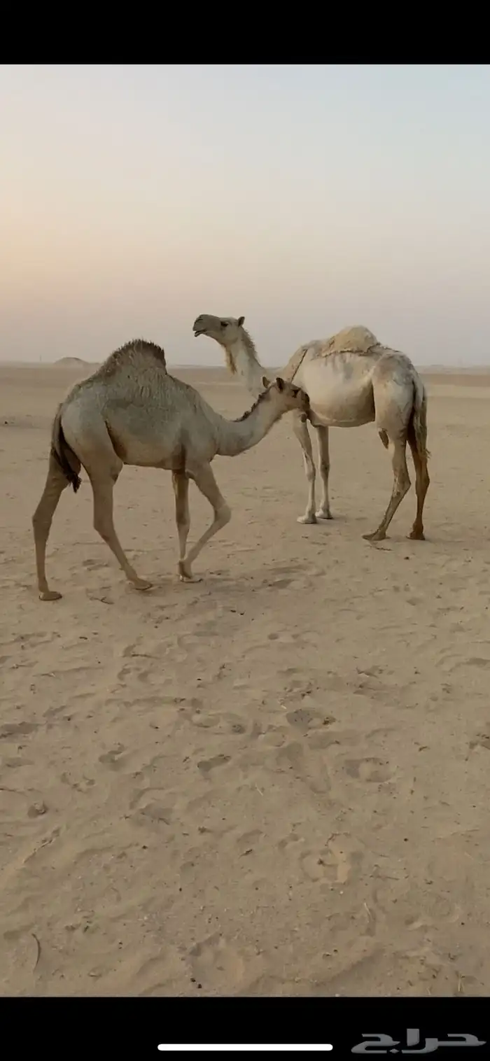 خلفه وضحا ام رابع تحتها بكره طيبه 3