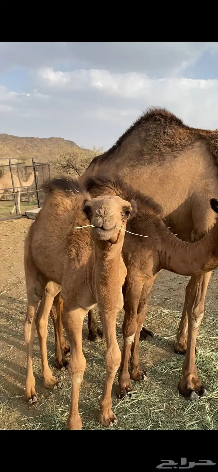 للبيع قعودين وبكره 2