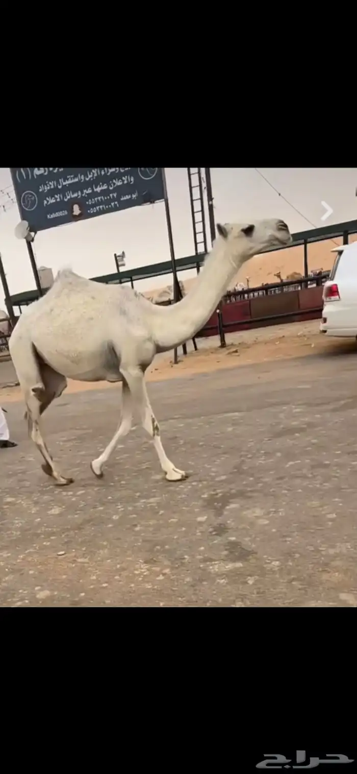 بكره صفرا وبكره وضحى حقايق 4