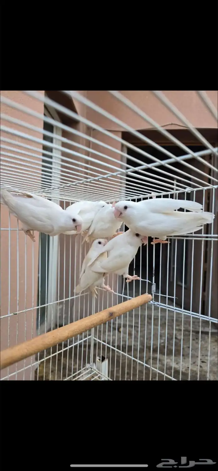 للبيع طيور روز من انتاجي 4
