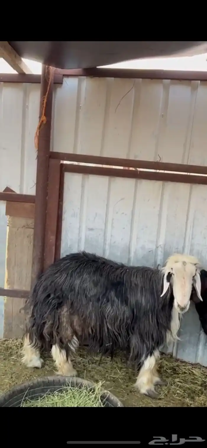 خروف فحل سديس 1