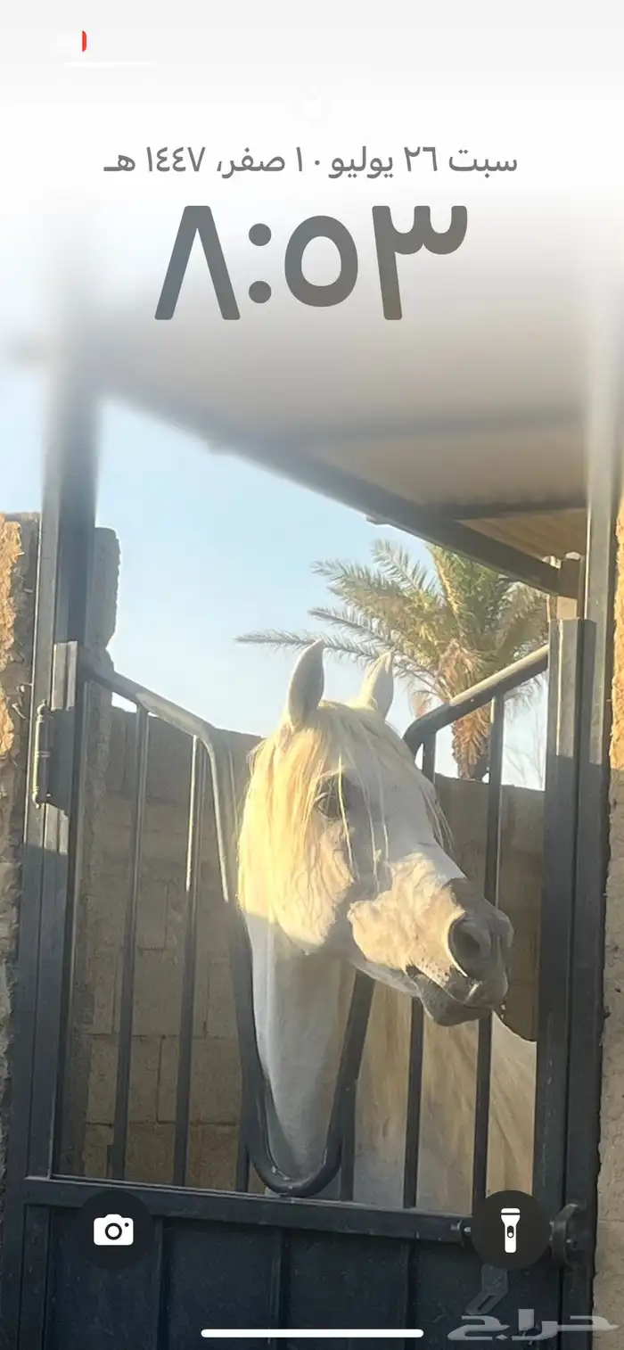 حصان شعبي 5