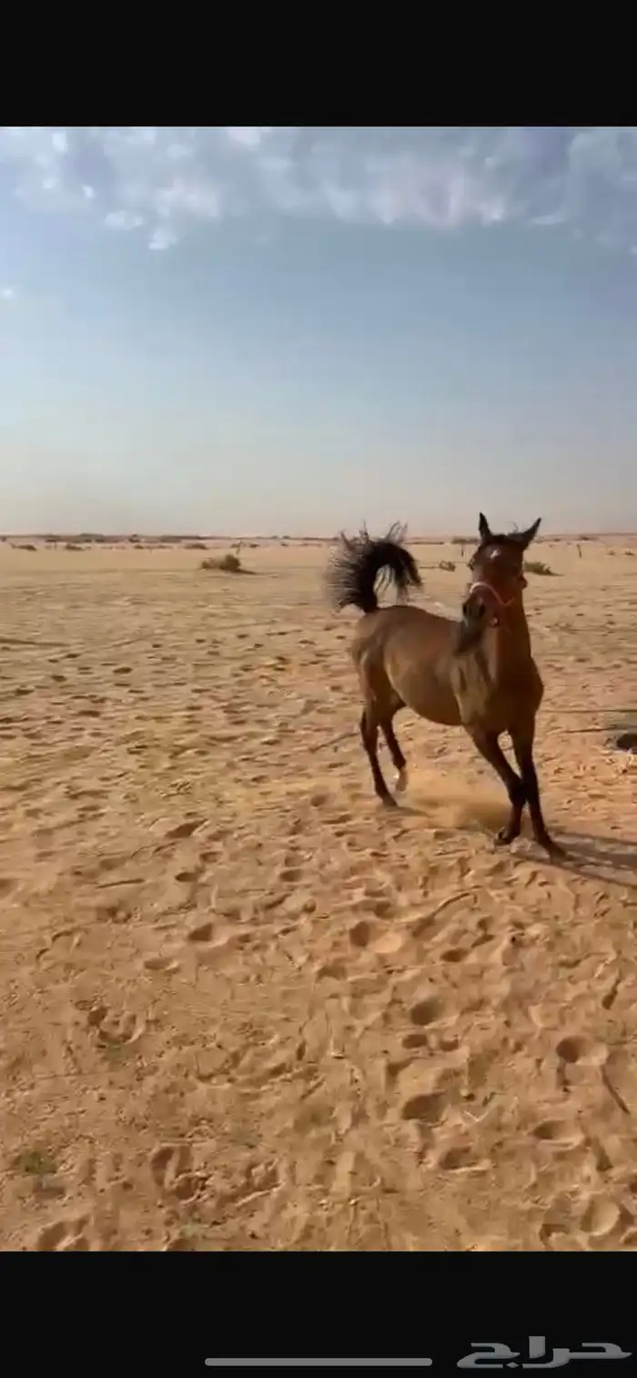 مهره عربيه شعبيه طيبه 2