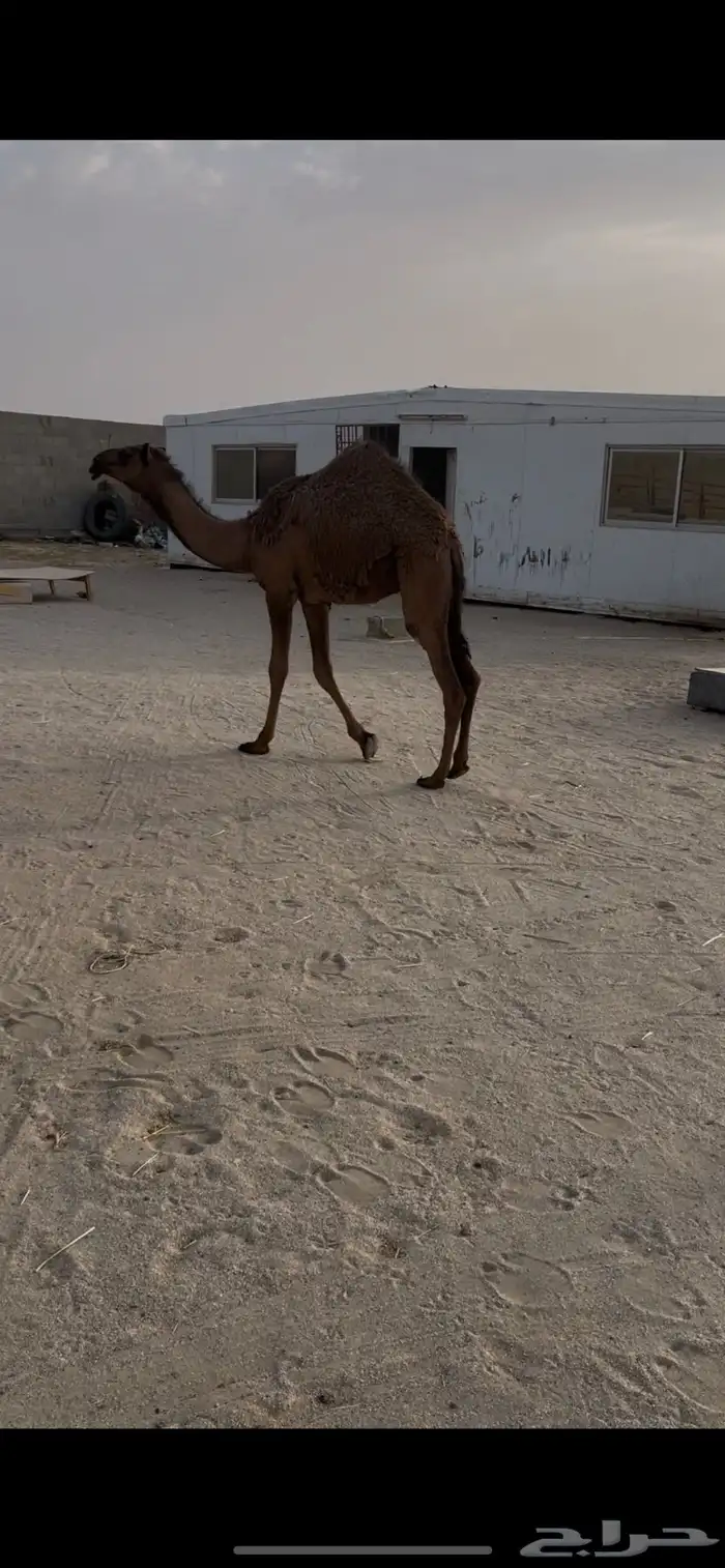 بكرا صفرا حواره. ( تم البيع ) 2