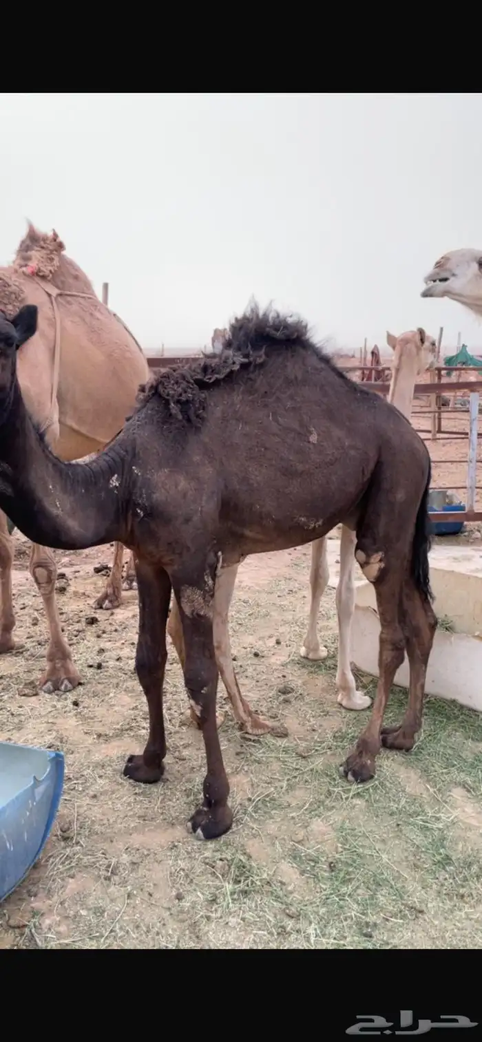 قعدان قصب 3
