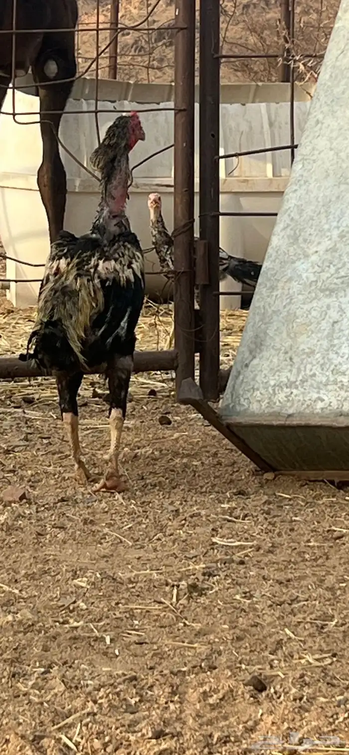 دجاج باكستاني اصل 0