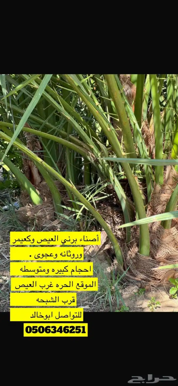 اصنا برني العيص وكعيمر وروثانه وعجوه 0