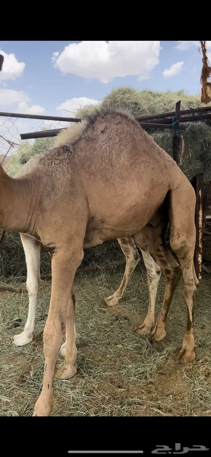 للبيع قعدان ناهيه و على حليب 2