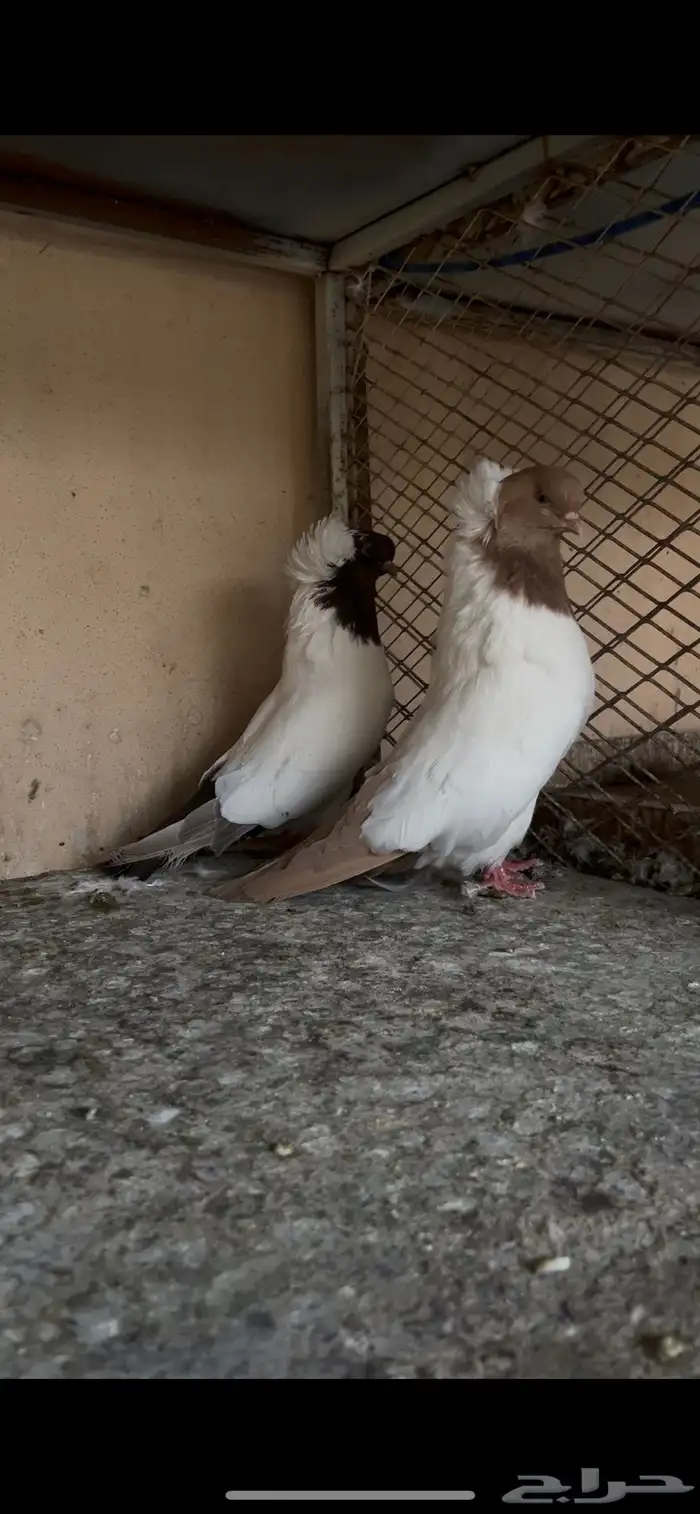 جوز سوداني 0