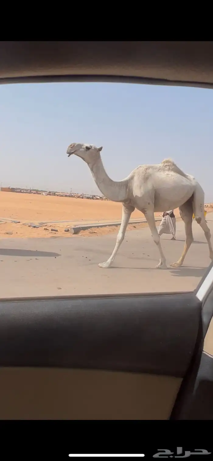 جذعه وضحا طيبه 0