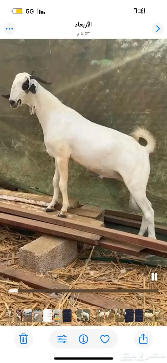اثنين فحول مشاريع 8