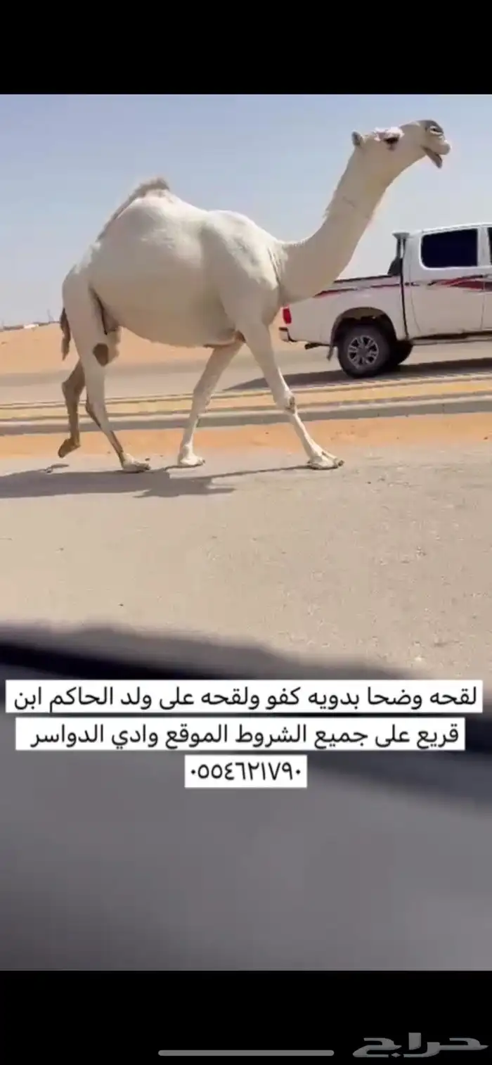 لقحه وضحا كفو ولقحه على ولد حاكم ابن قريع 0