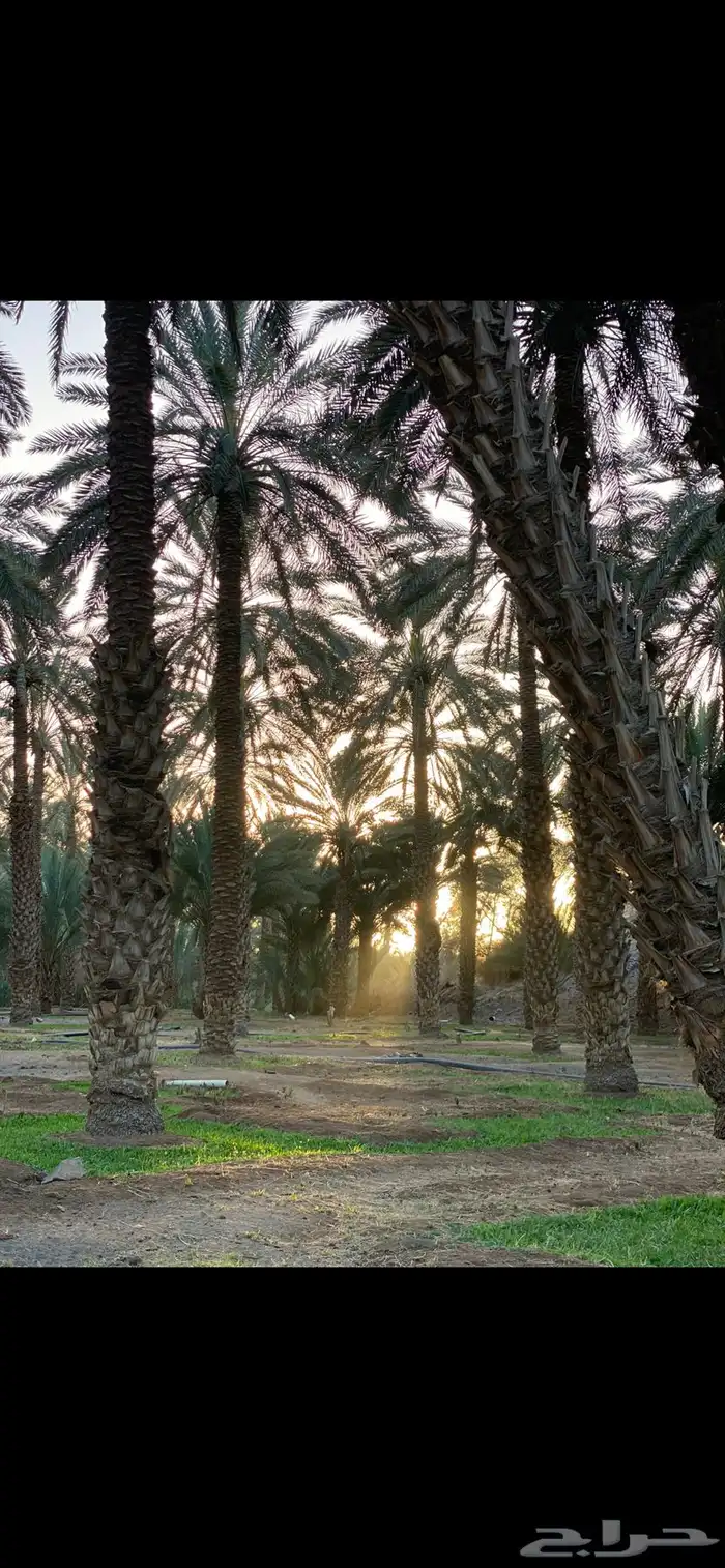 بيع محصول نخيل العدد 400 نخلة الصنف ( برني ) 0