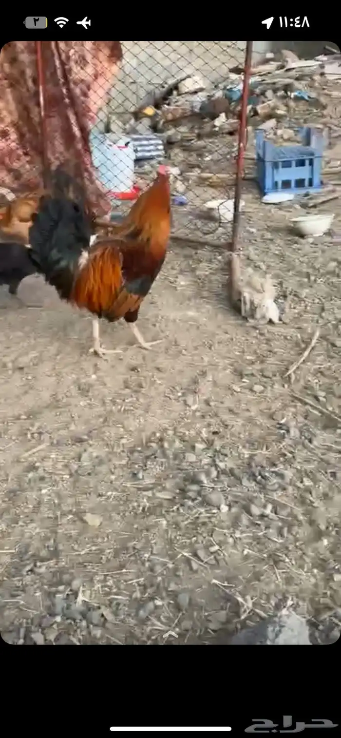 ديك ودجاجه للبيع الموقع المحاله 5