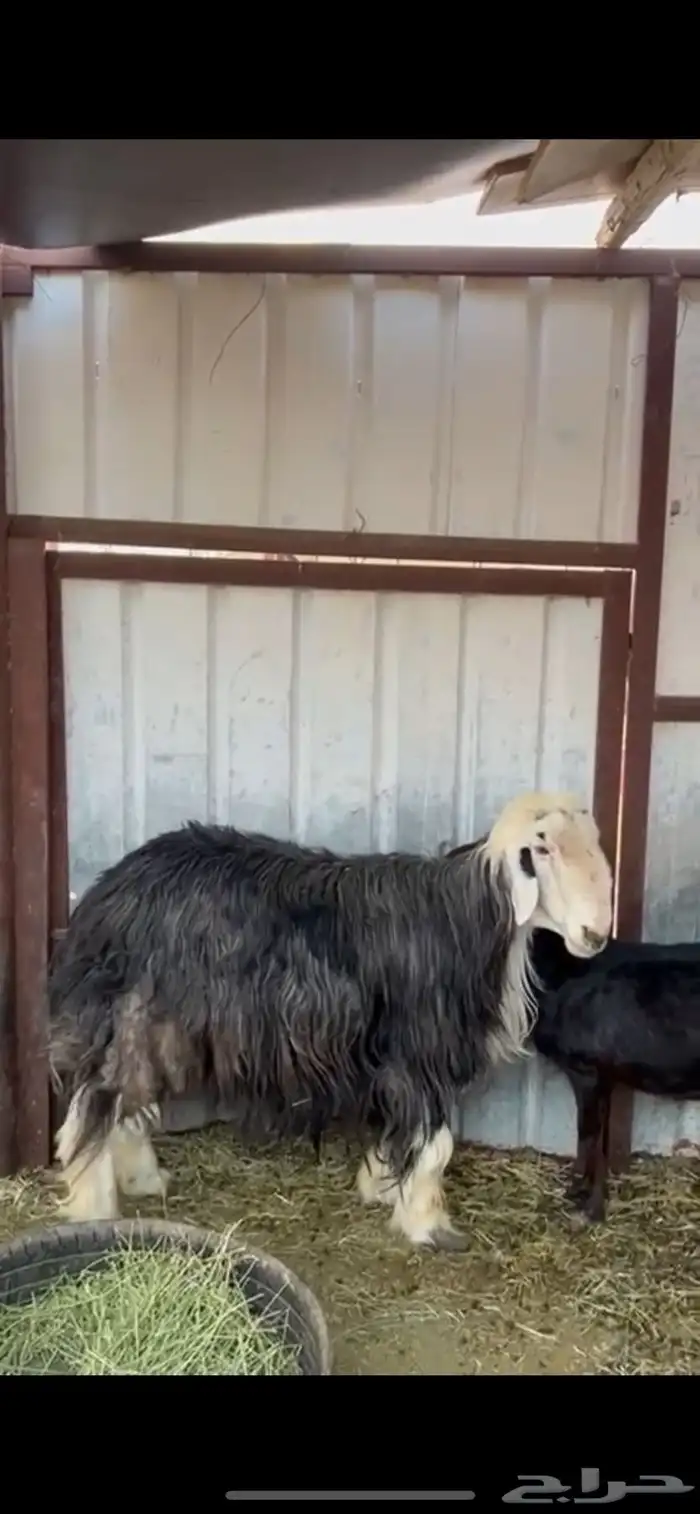 خروف فحل سديس 0