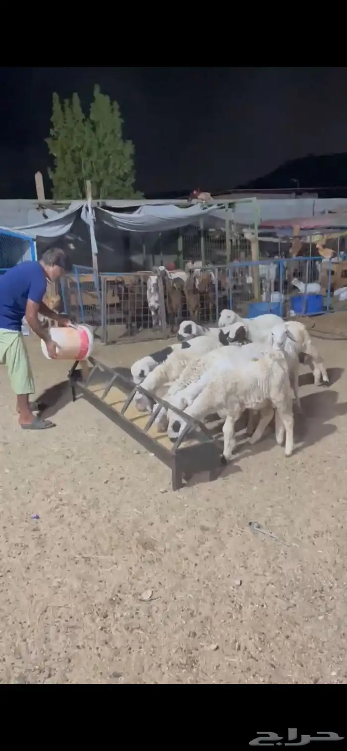 بهم سواكني ابيض 3