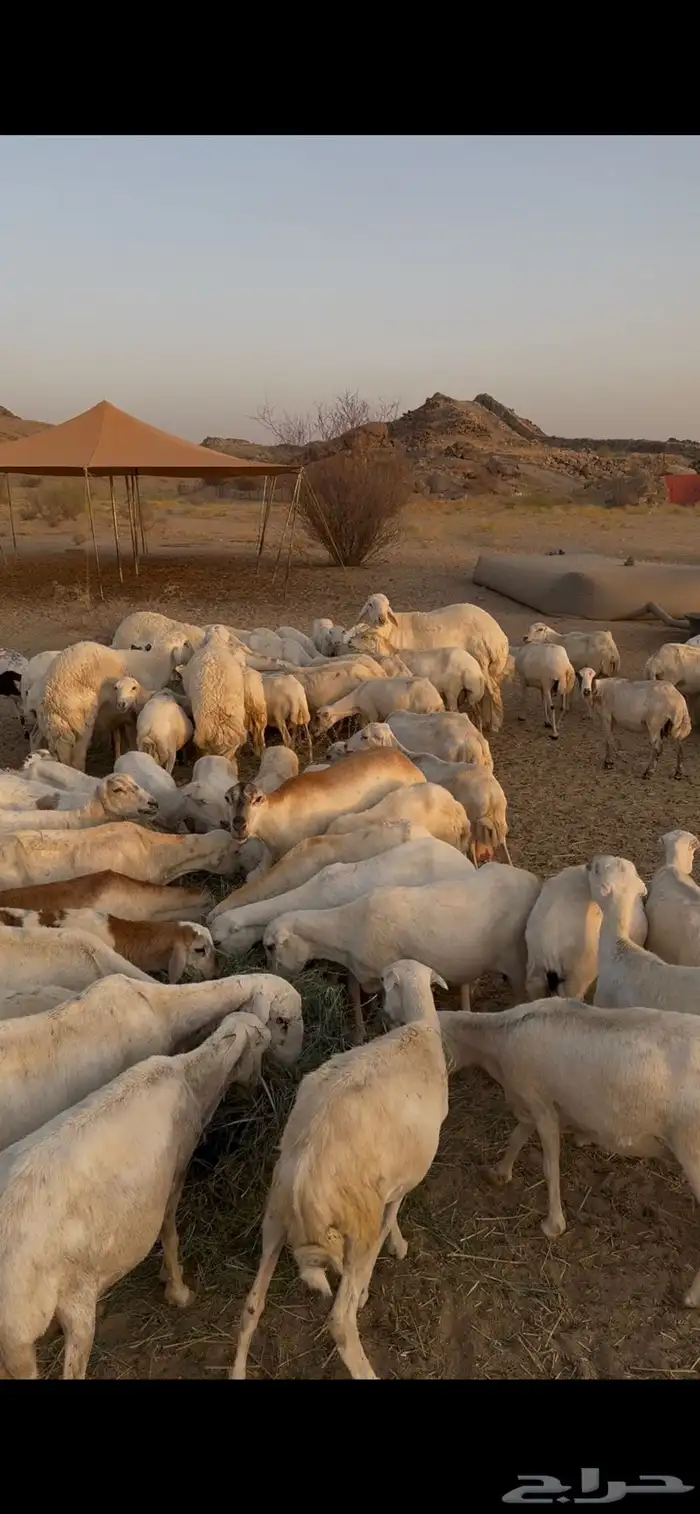 مراح كامل رفيديات وميديات للبيع 2
