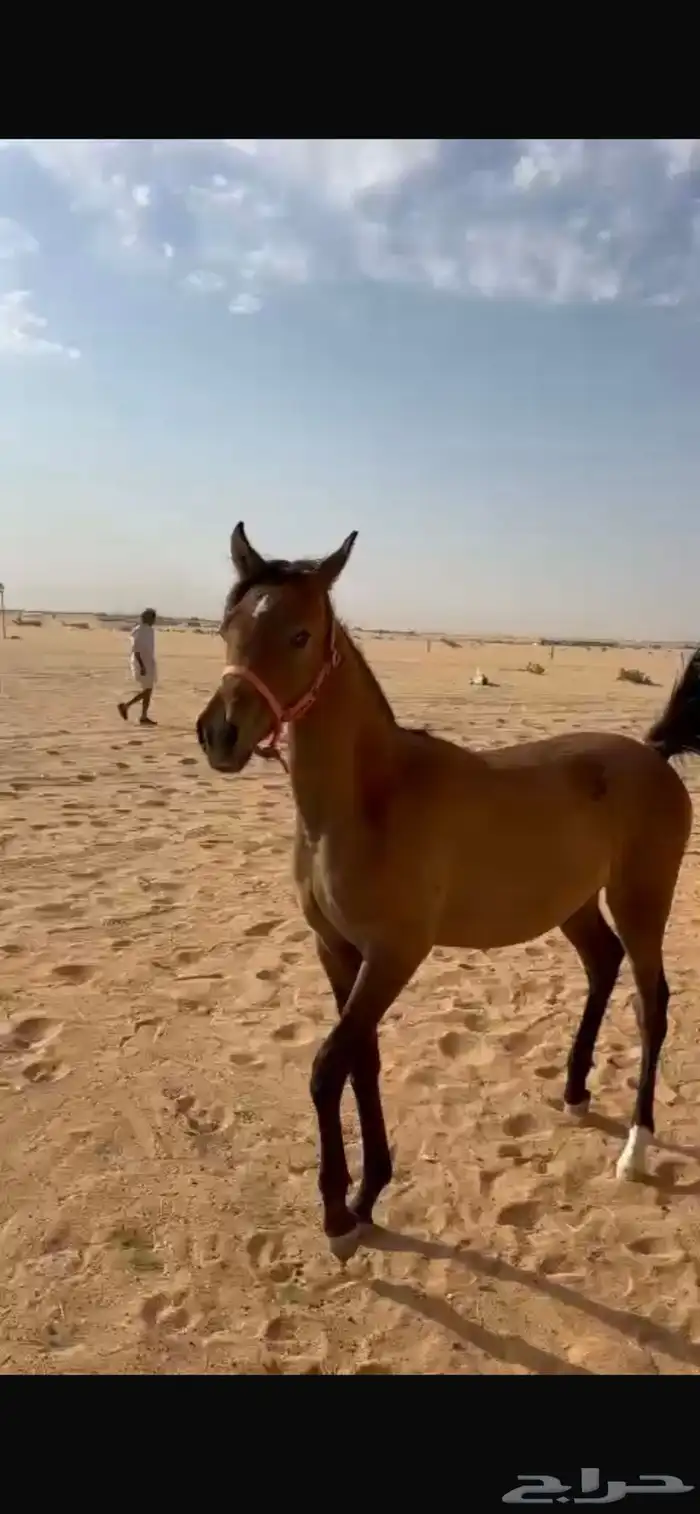 مهره عربيه شعبيه طيبه 1