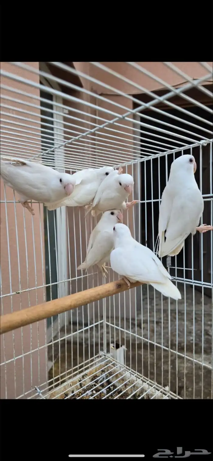 للبيع طيور روز من انتاجي 1