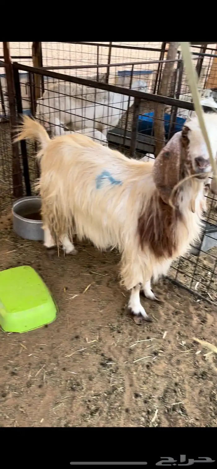 ماعز للبيع 2