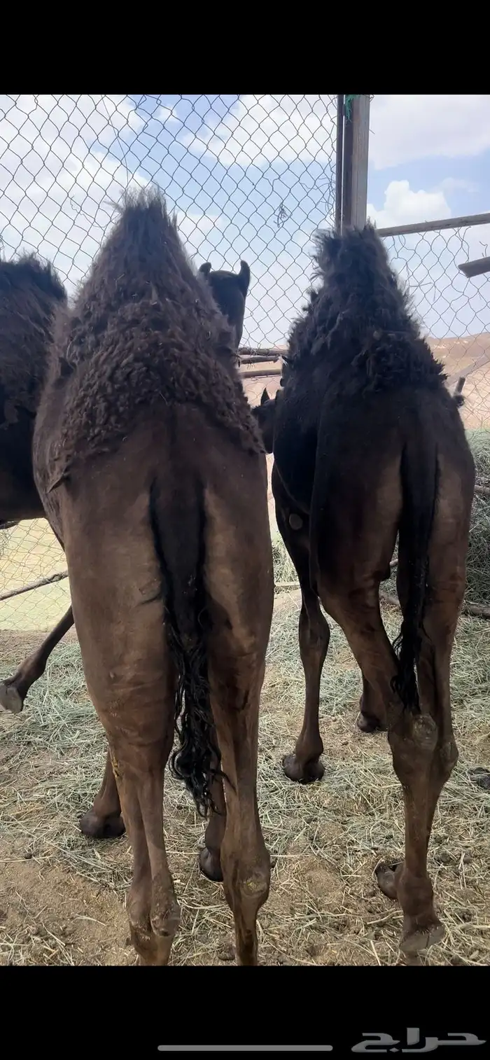 للبيع قعدان ناهيه و على حليب 6