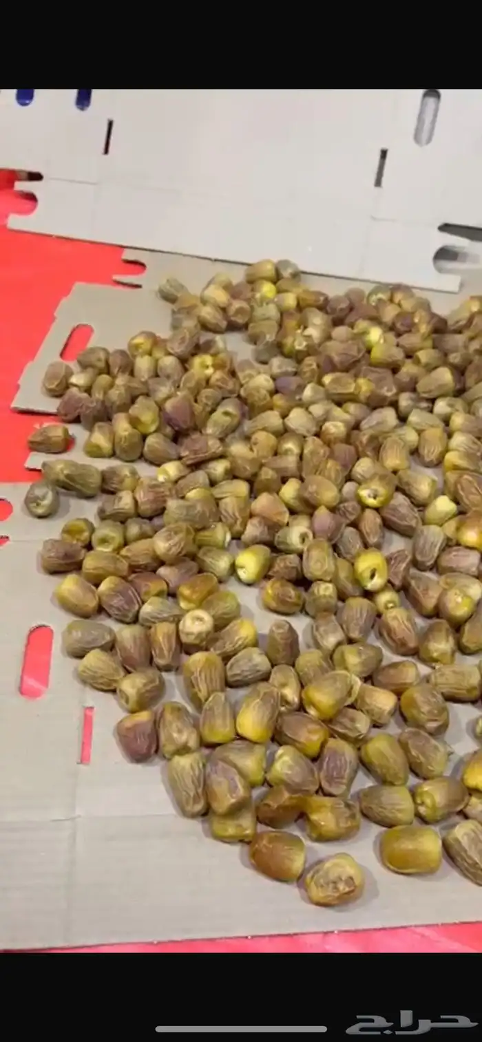 تمر سكري فاخر 3