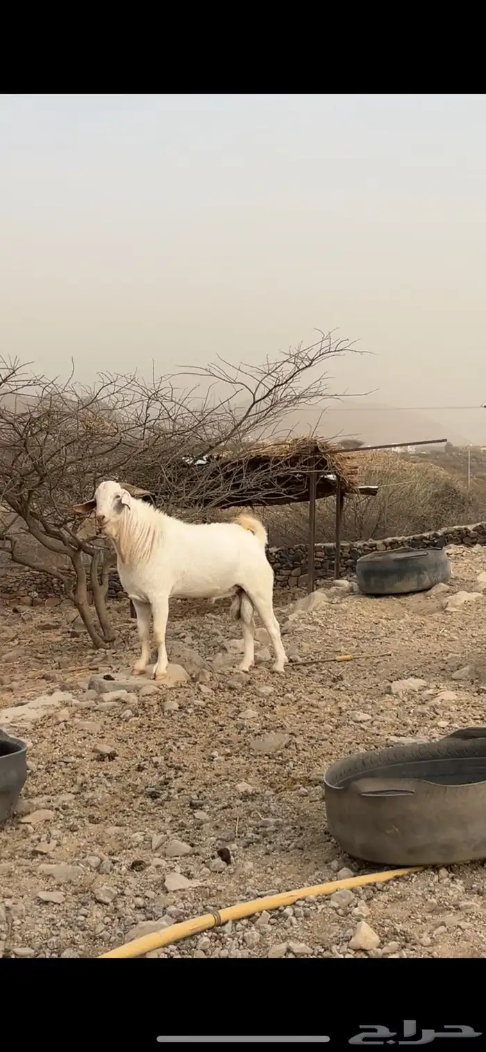 مشاريع فحول بيشي ابرص 3