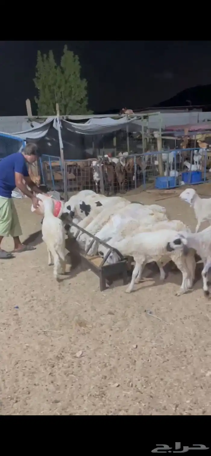 بهم سواكني ابيض 2