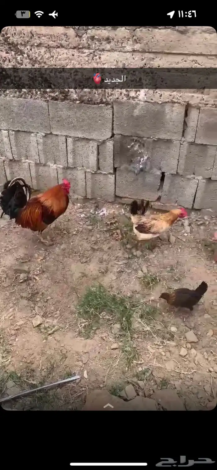ديك ودجاجه للبيع الموقع المحاله 8