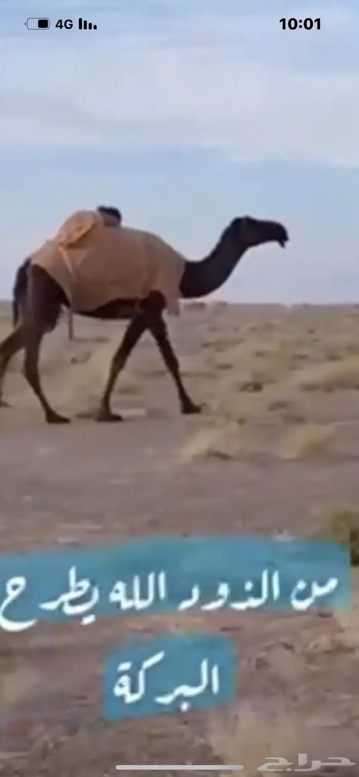 صفرا دبسى 0
