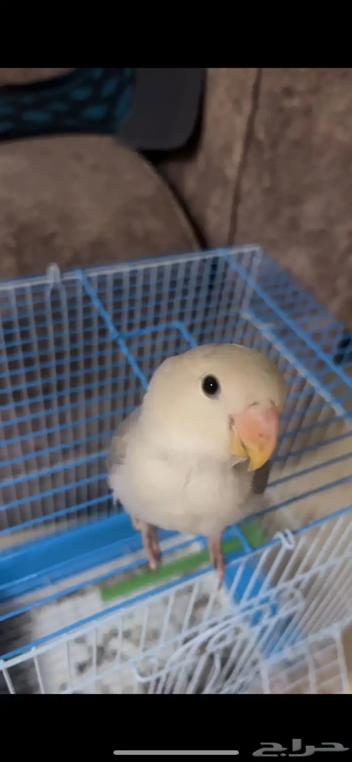 مفقود طير روز 0