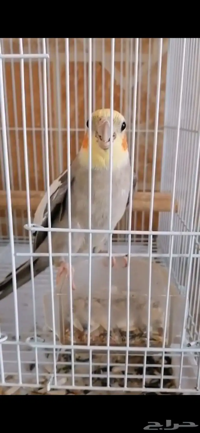 للبيع كراوان 1