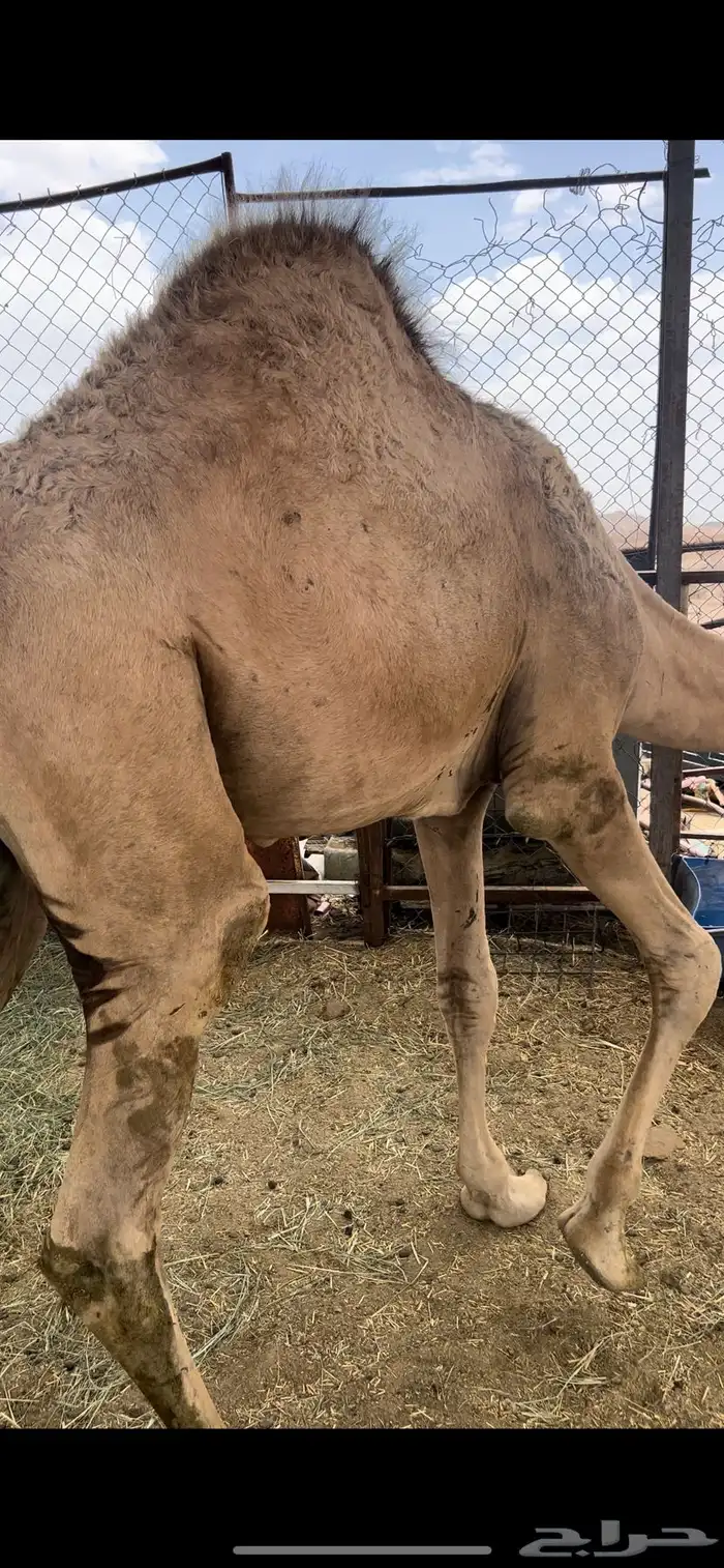 للبيع قعدان ناهيه و على حليب 3