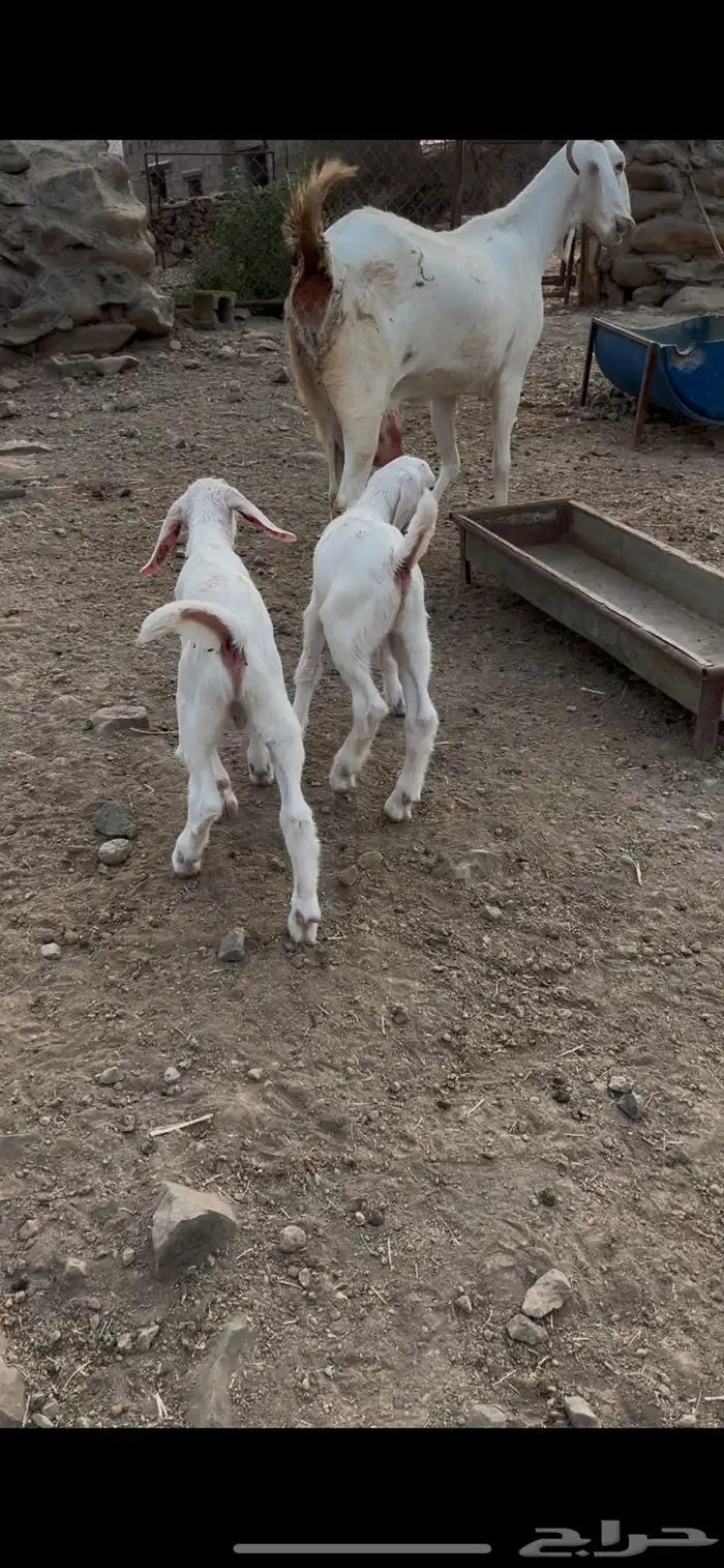 مشاريع فحول بيشي ابرص 2
