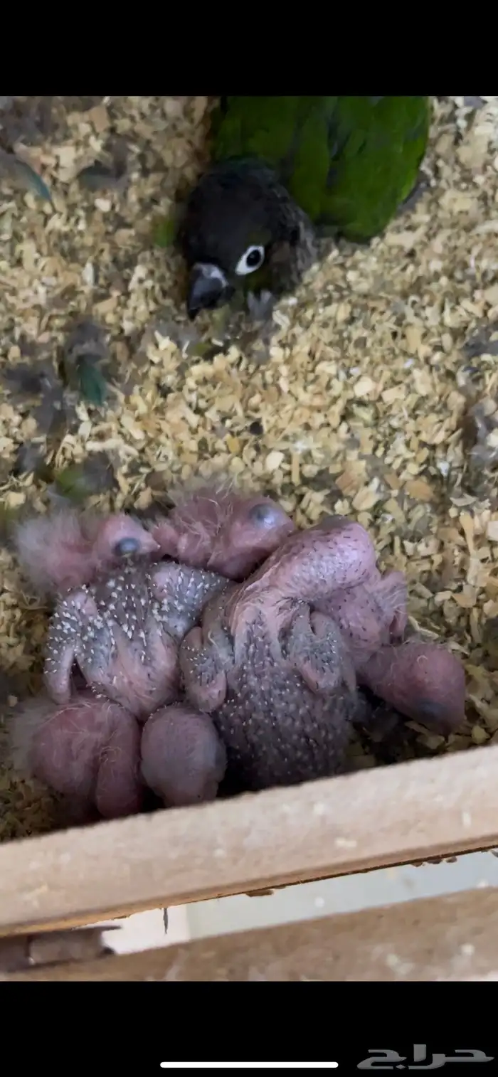 جوز كنيور بفروخه ( تم البيع ) 4