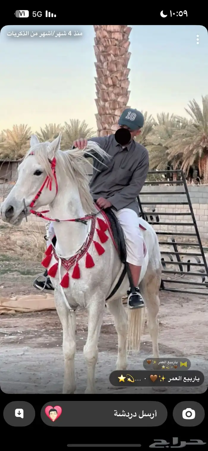 حصان شعبي 3