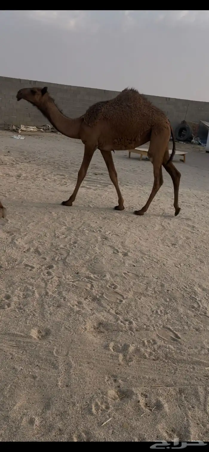 بكرا صفرا حواره. ( تم البيع ) 0