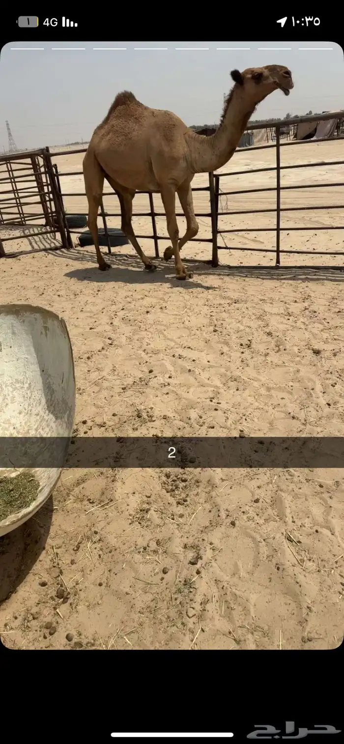 بكره شعلا 1