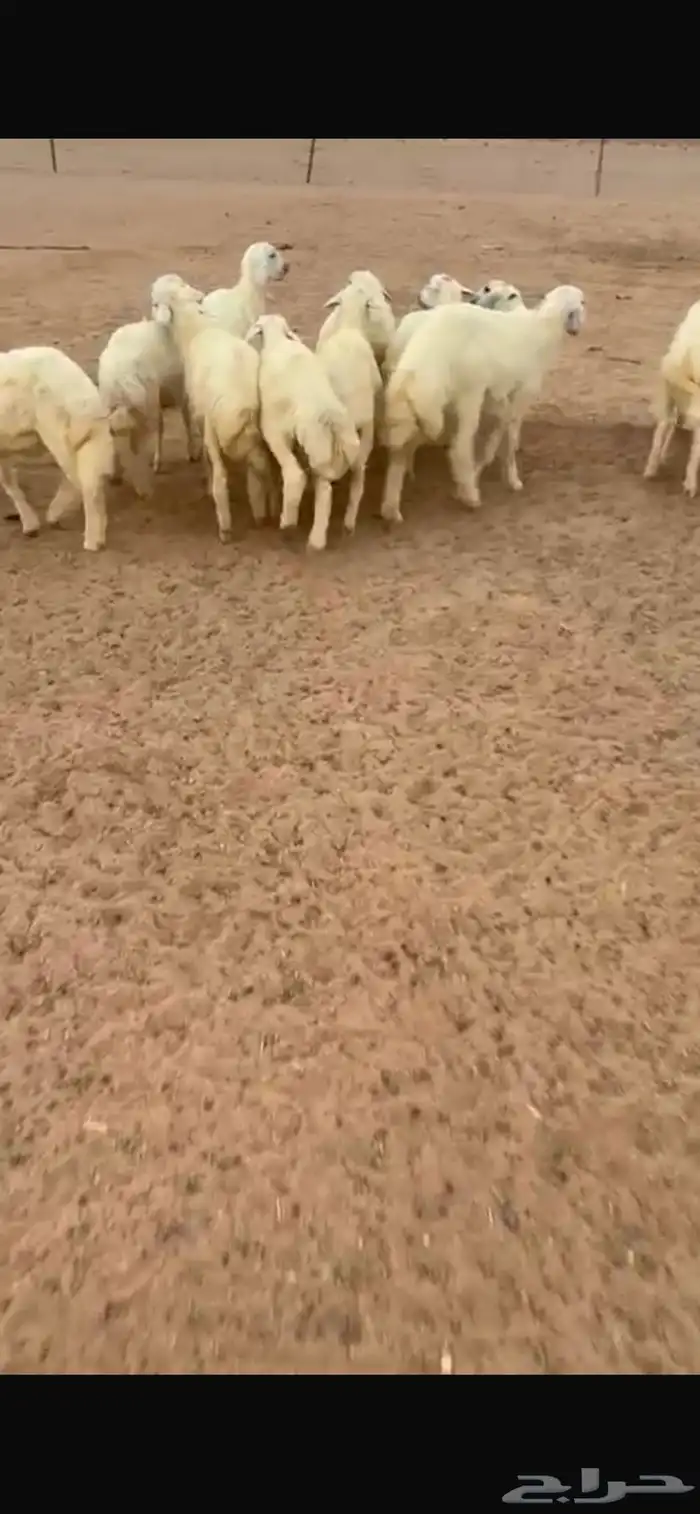 خرفان طيبه للمناسبات والحفلات والمنادي 6