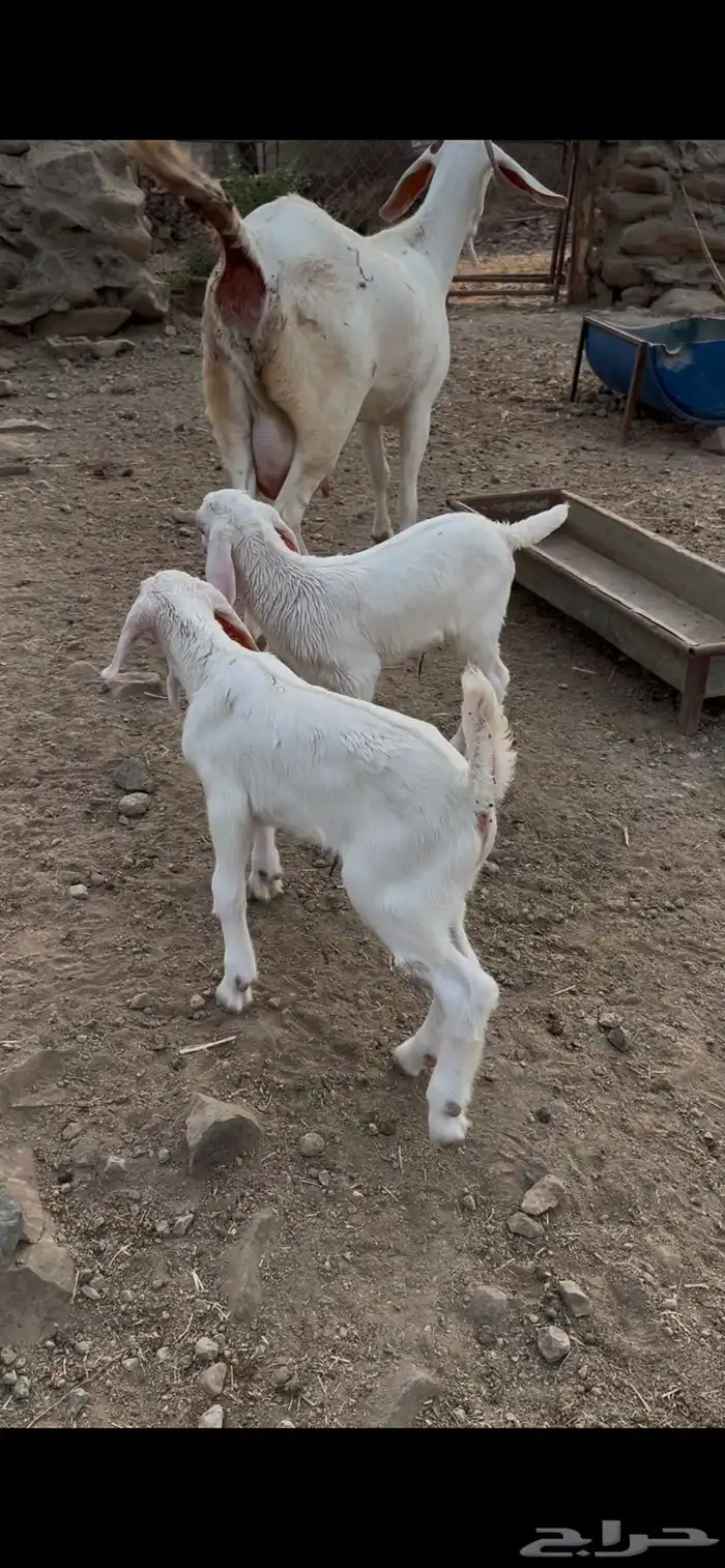 مشاريع فحول بيشي ابرص 0