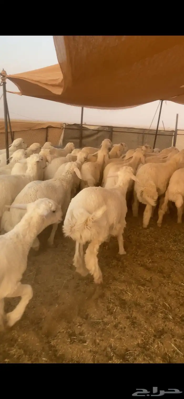 بهم حري شحم العدد82ورخال5 العمر5الى6شهور الموقع شمال عفيف 9