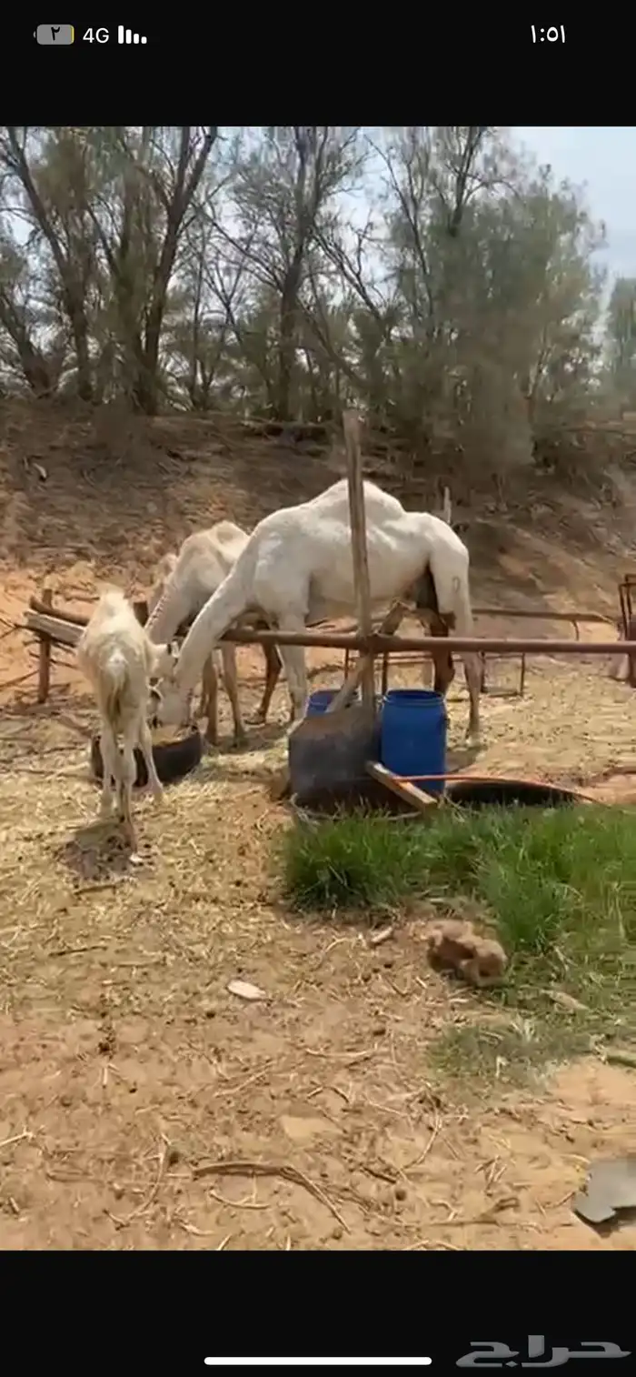 ناقه خفوت مبيوع ولدها 4