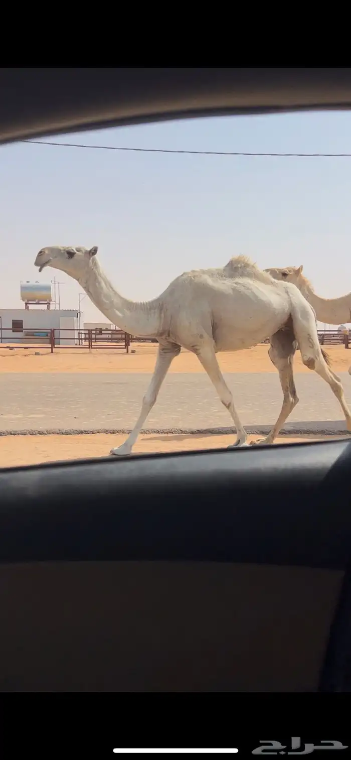 جذعه وضحا طيبه 1