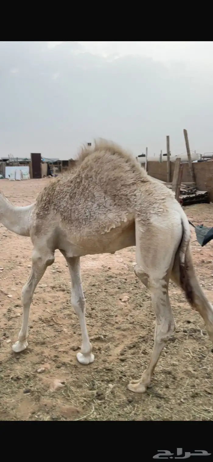 قعدان قصب 0