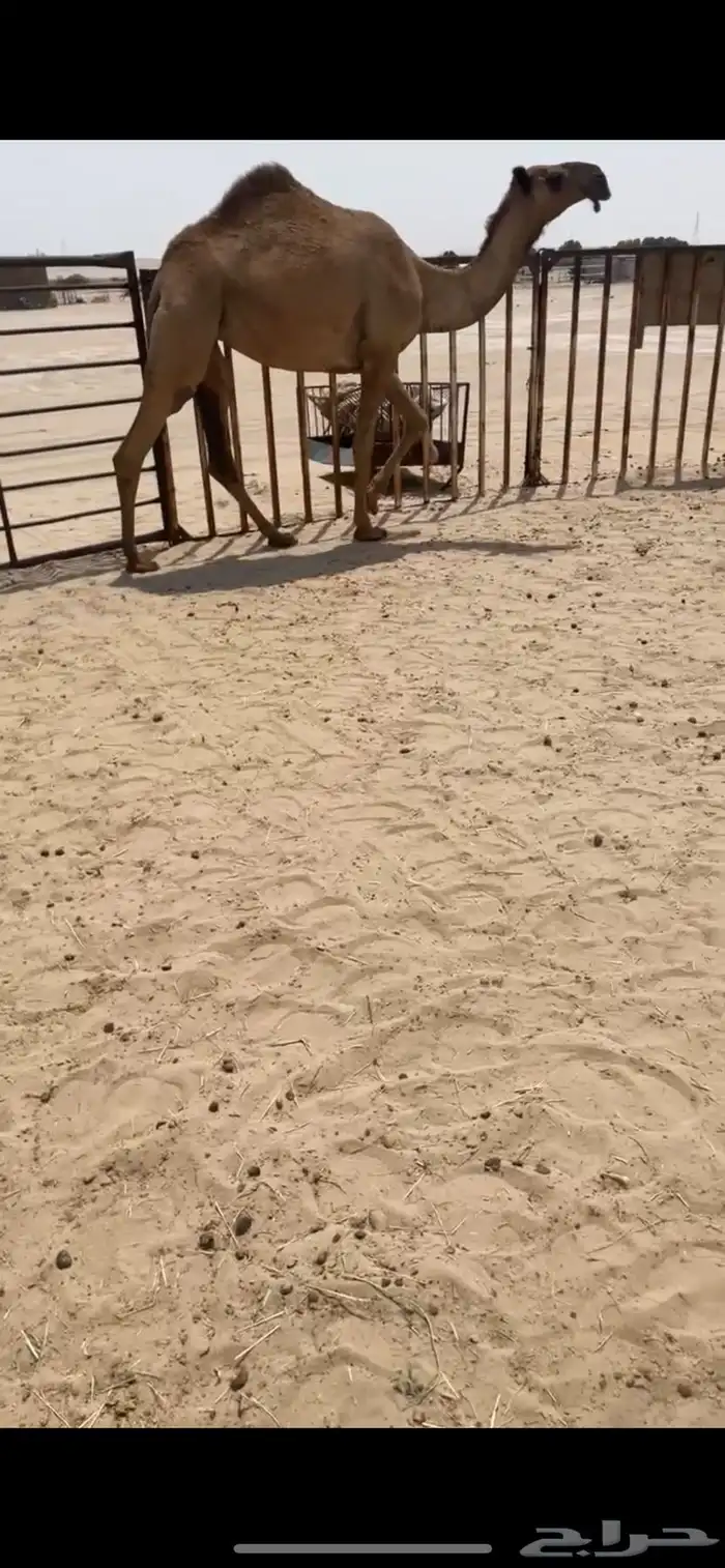 بكره شعلا 0