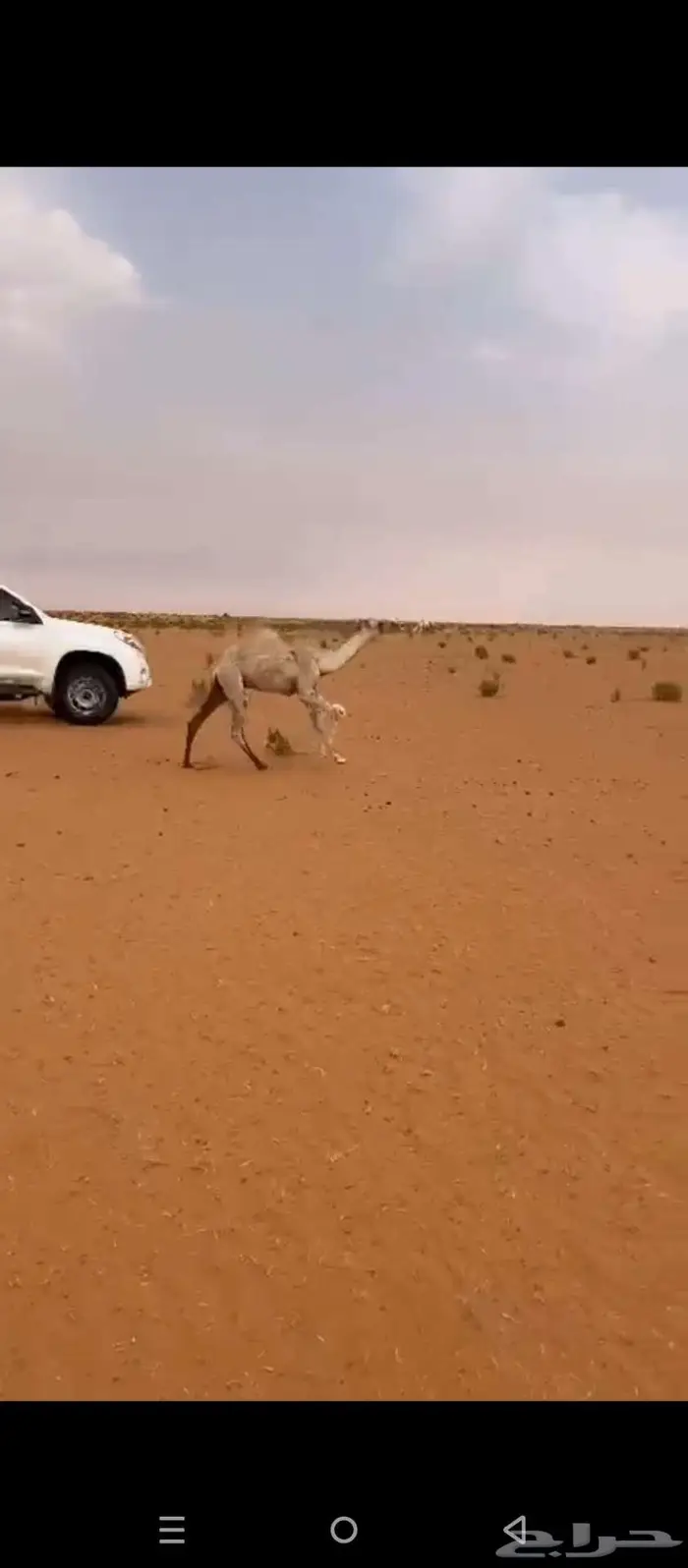 قعود للبيع 0