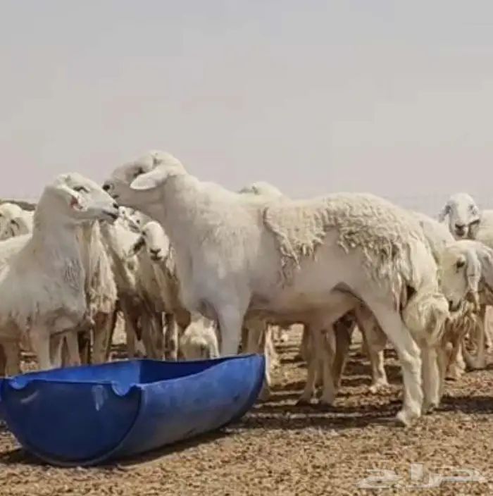 فحل حري صنف فاخر ...فرصة 4