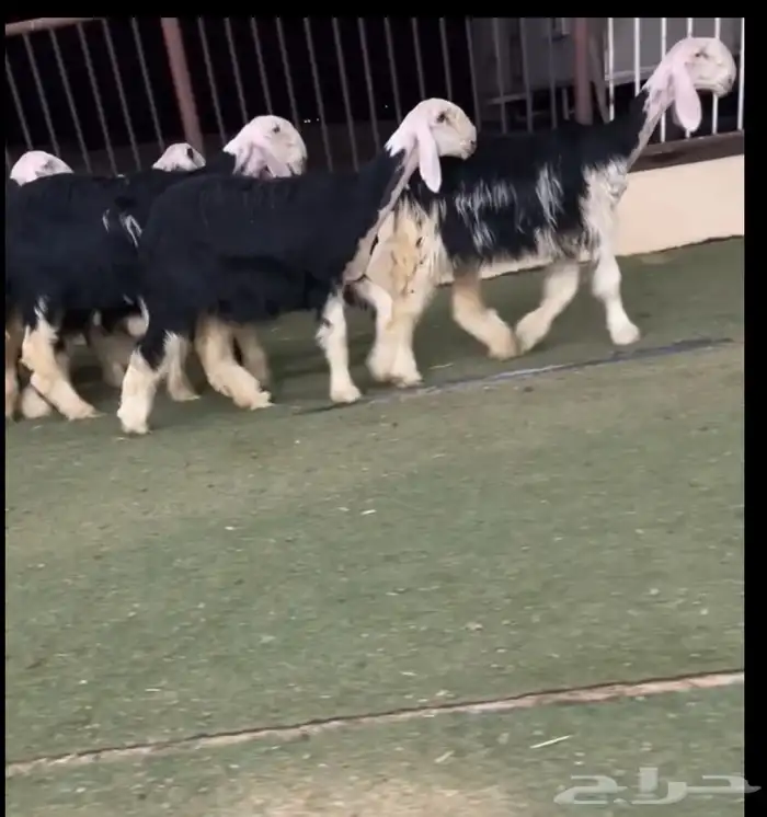 رخال نجد 0